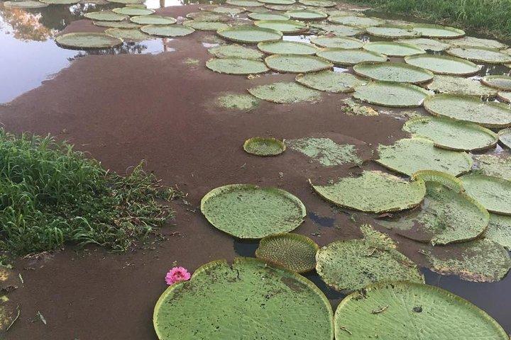 Amazon Private Safari by Tuhiri Eco Tour - Leaving Manaus