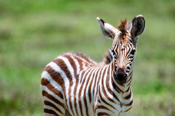 7 days lodge safaris
