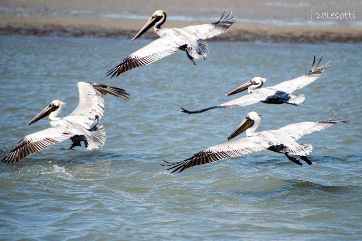 Red Boat Tours - Dolphin Odyssey and Sightseeing Tour