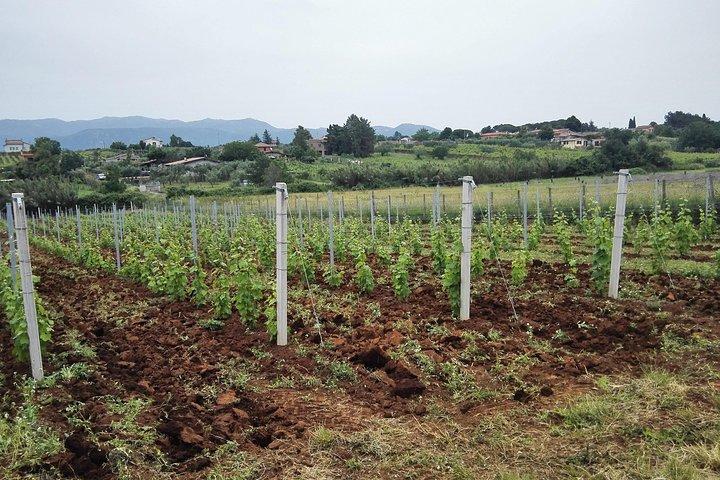 Castelli Romani, Frascati, Castel Gandolfo, Albano Lake + Wine Tasting - 8 Pax