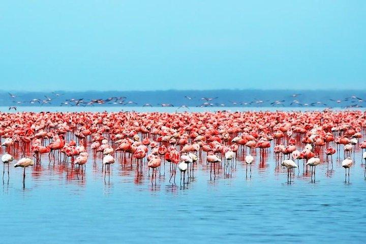 Lake Nakuru National Park day tour from Nairobi