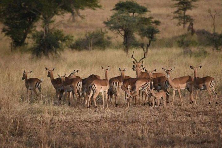 Ngorongoro, Manyara, Tarangire