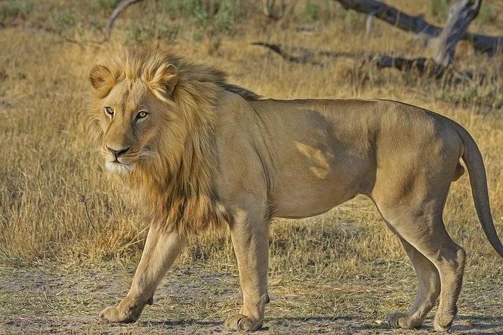 Hluhluwe Safari, Durban