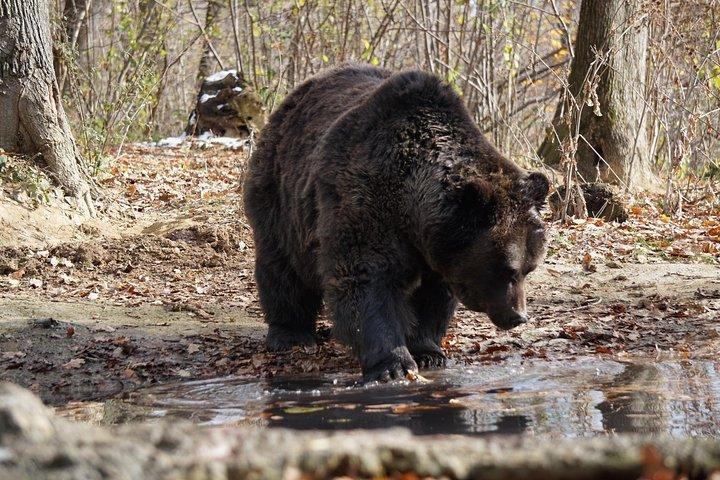 One day trip Bear Sanctuary Dracula Castel and Rasnov Fortress from Brasov