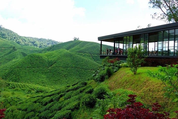 Full-Day Cameron Highlands & Batu caves Tour