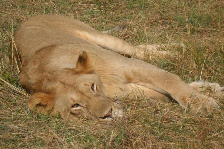 Nairobi National Park,Afternoon Game drive