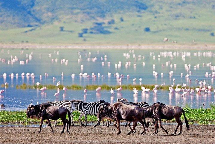 Lake Manyara National Park Full-Day Tour from Arusha