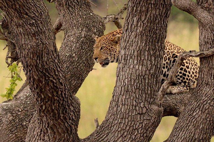 Big 5 Kruger National Park 2 Days Safari from Johannesburg