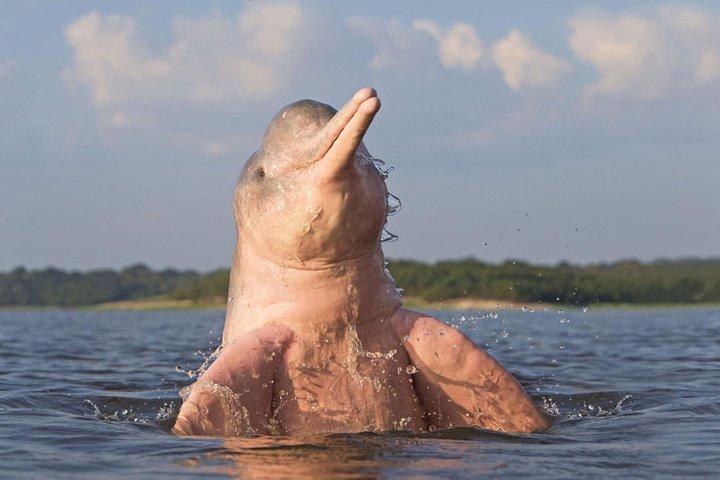 4 days Amazon Jungle tour with Pink Dolphin watch from Iquitos