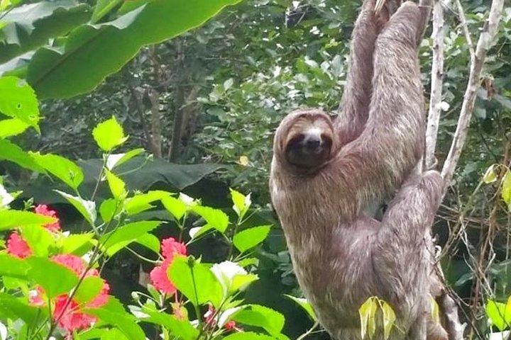 4 days Amazon Jungle tour with Pink Dolphin watch from Iquitos