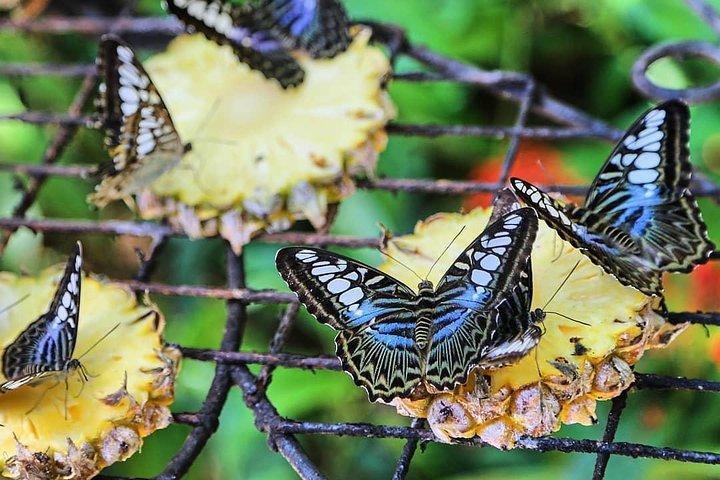 Entopia Butterfly Farm And Tropical Spice Garden Tour