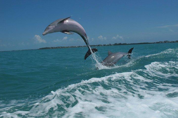 Key West Dolphin and Snorkel Experience