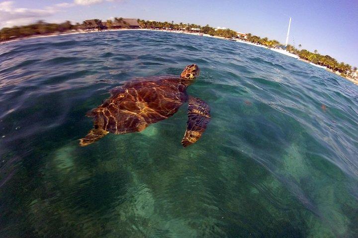 Private Experience: Akumal sea turtles encounter and Yal-kú lagoon colorfull fish snorkel.