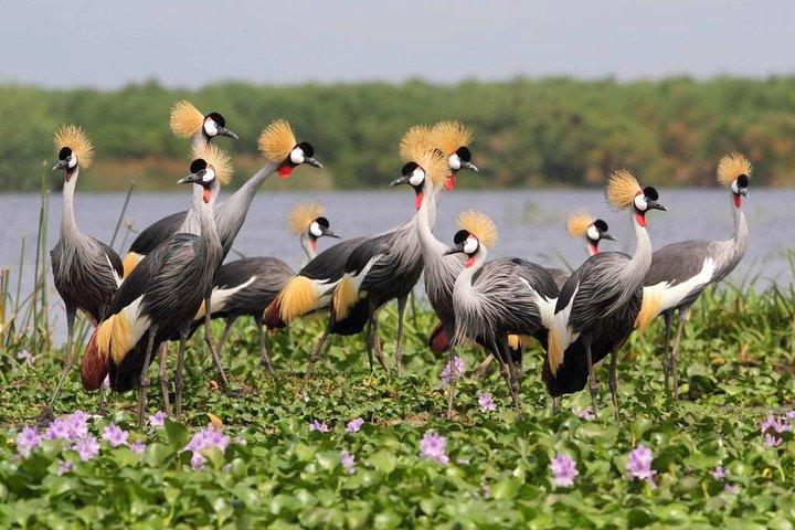 3 Day Private safari to Murchison Falls National Park with Big Five Experience
