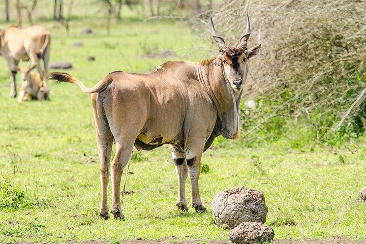 3-Days Safari to Murchison Falls National Park with Rhino Sanctuary hike