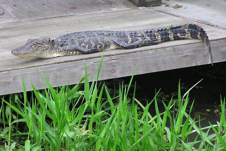 Airboat and Plantations Tour with Gourmet Lunch from New Orleans