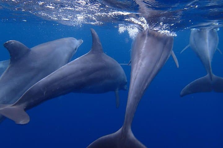 Kizimkazi Dolphin Tour