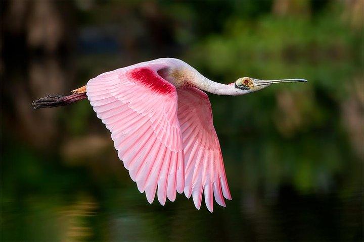 Spectacular Palo Verde Eco-Tour & Blue Zone Adventure