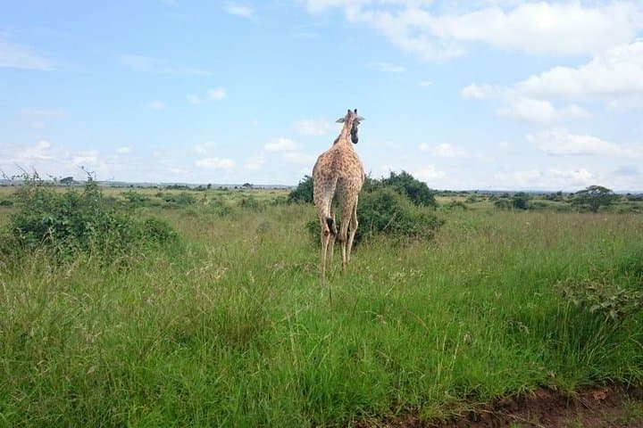 Nairobi national Park & Elephant orphanage in 4x4 landcruiser