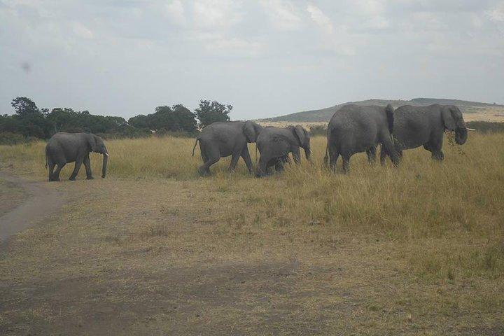 2 Nights/3days Budget Package Maasai Mara In Self Contained Tented Camps