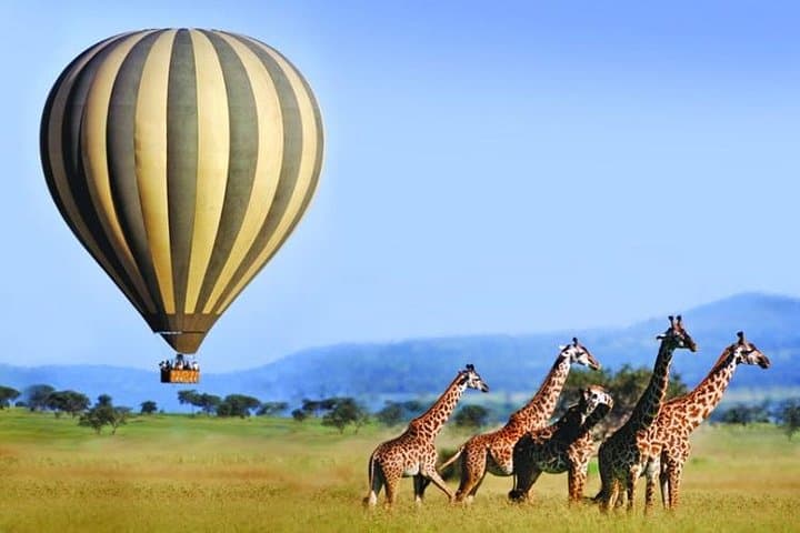 4-Day Maasai Mara & Lake Nakuru Budget Safari from Nairobi