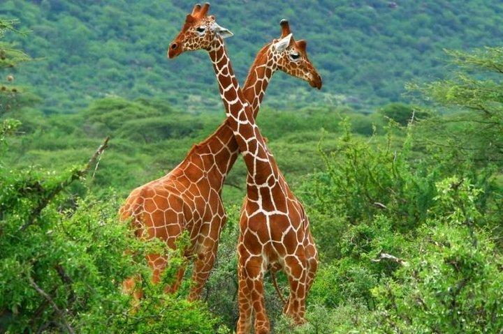 3 Days 2 nights Budget Safari Masai Mara