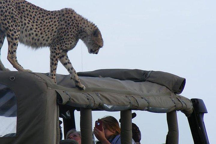 2 Days Masai Mara Private Safari From Nairobi