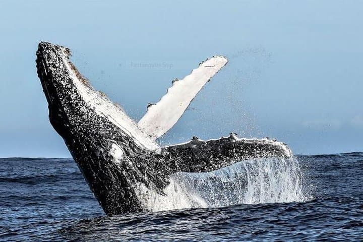 Marine Big 5 Full Day Guided Return Transfer Cape Town - Gansbaai