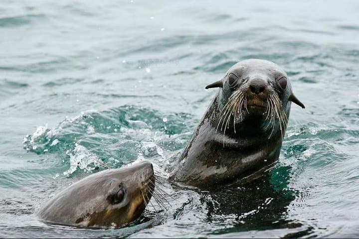 Marine Big 5 Full Day Guided Return Transfer Cape Town - Gansbaai