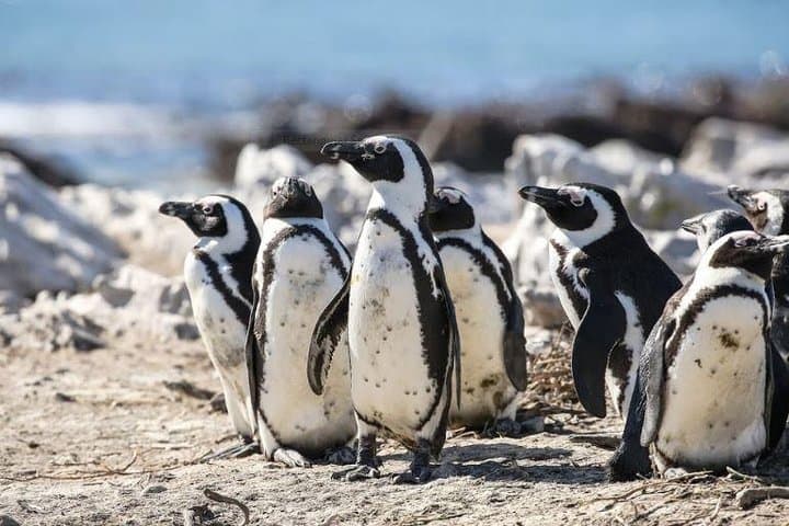 Marine Big 5 Full Day Guided Return Transfer Cape Town - Gansbaai
