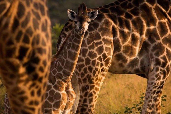 3 days Serengeti & Ngorongoro creater