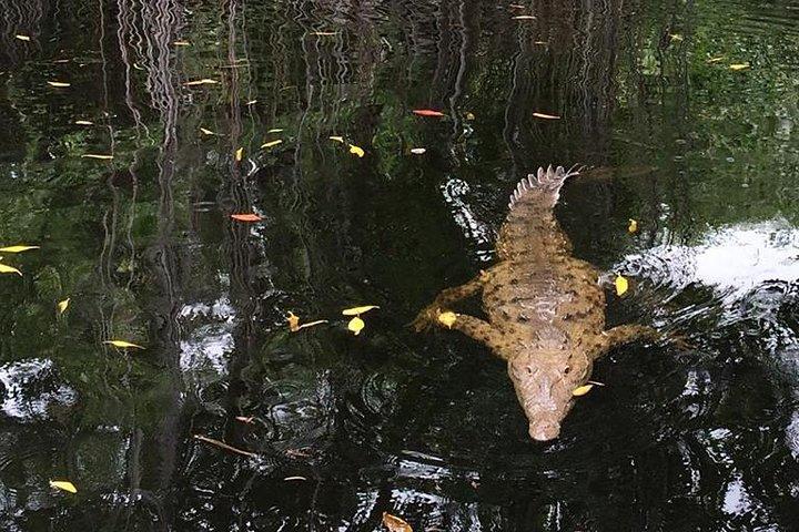 YS Falls, Black River Safari, and Floyd's Pelican Bar Day-Trip (Transportation)