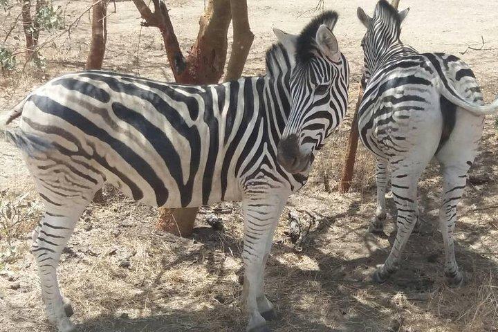 Sensafari Yo private driver tour guide in Senegal- Bandia reserve