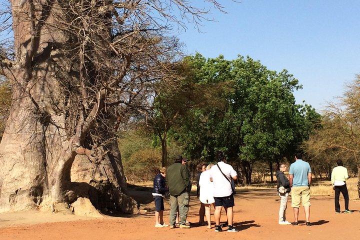 Sensafari Yo private driver tour guide in Senegal- Bandia reserve
