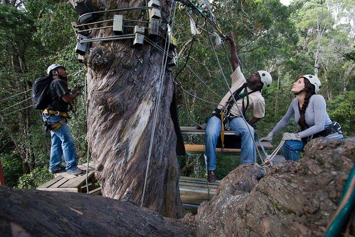 Tsitsikamma Canopy Tour