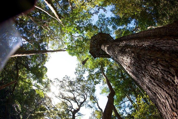 Tsitsikamma Canopy Tour