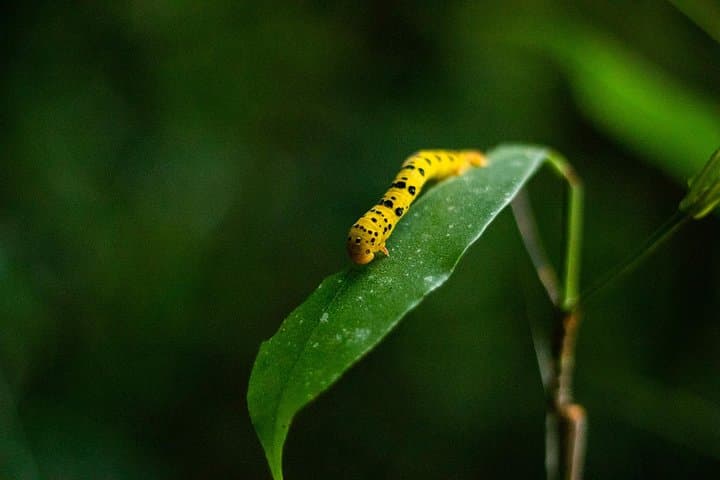 Cape Tribulation Day Tour