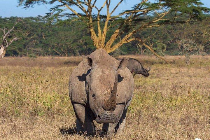 4-Day Private Lodge Safari Tarangire, Serengeti & Ngorongoro