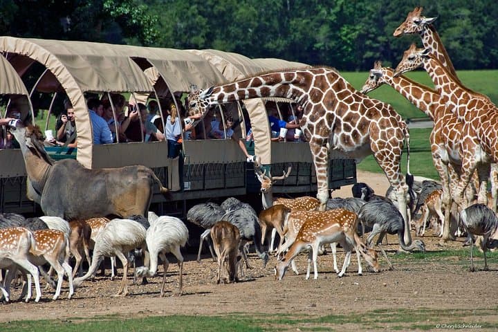 Cape Town 2-Days Aquila Safari Overnight & Robben Island Getaway