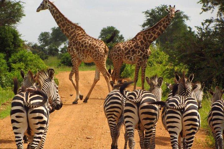 Day Tour: Lake Manyara National Park