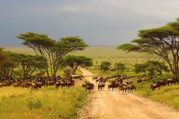 Day Tour: Lake Manyara National Park