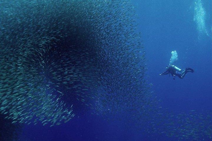 Pescador Island with Sardines & Turtle and Canyoneering in Kawasan Falls