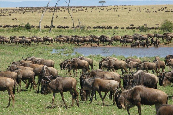 2days Spectacular Tanzania Safari