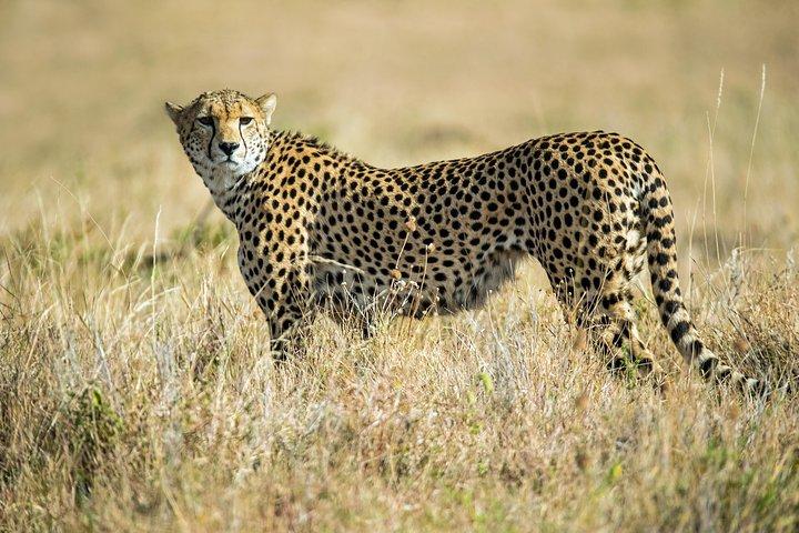 2days Spectacular Tanzania Safari