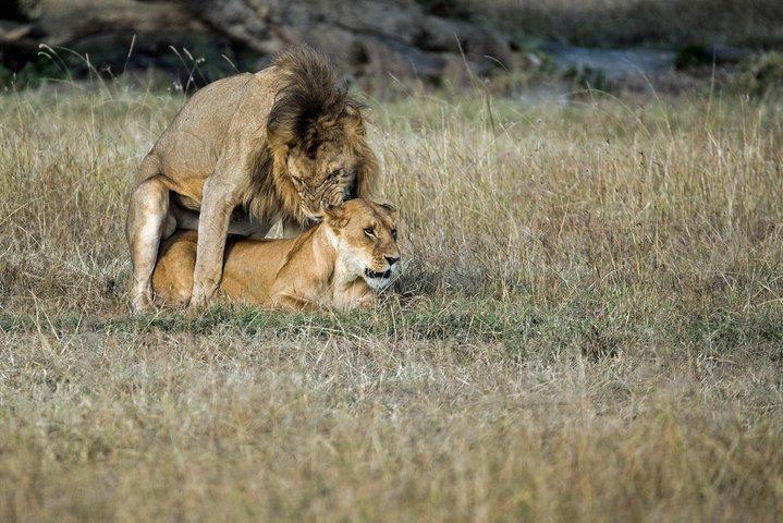 2days Spectacular Tanzania Safari