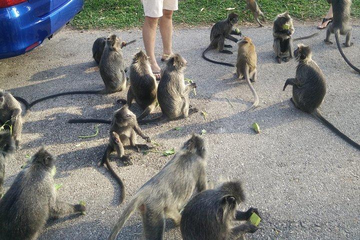 Monkey Hill, Eagle &Firefly Tour+Free Batu Caves Visit.