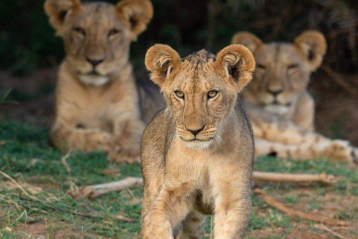 4-Day Private Lodge Safari Tarangire, Serengeti & Ngorongoro