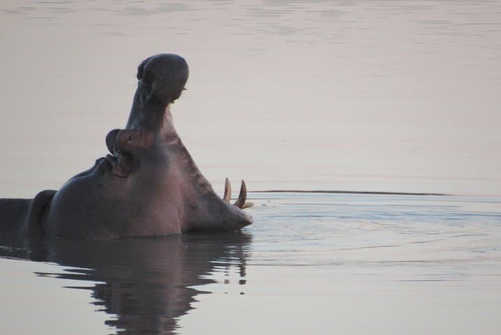 Morning Kruger National Park Safari