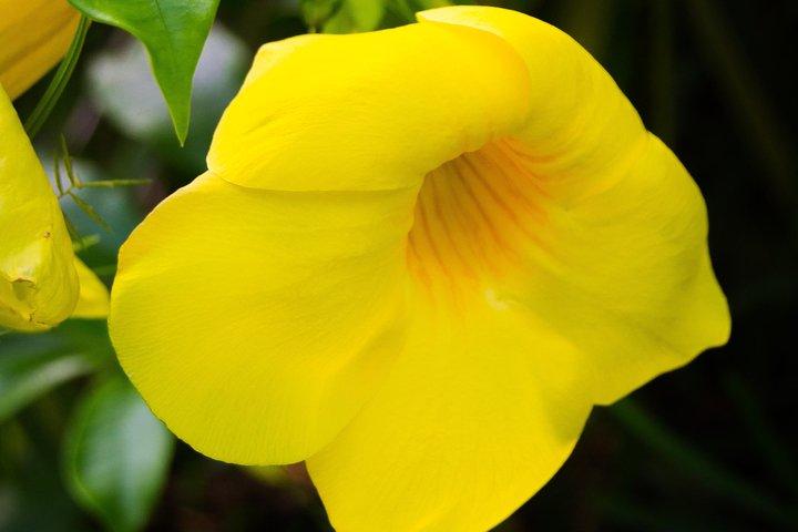 Escape Accra City to Aburi Gardens and Tetteh Quarshie Cocoa Farms