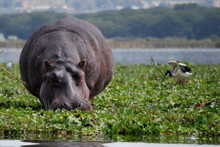 12-Day Kenya-Tanzania Experience Safari